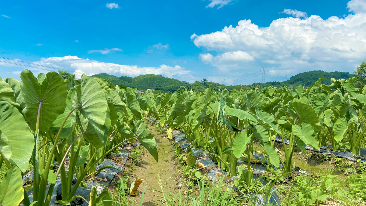 城市的天再看看我们桂林市荔浦农村的天荔浦芋头地的天
