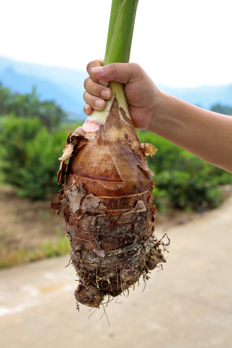 荔浦芋头 - 窨羽 - 图虫