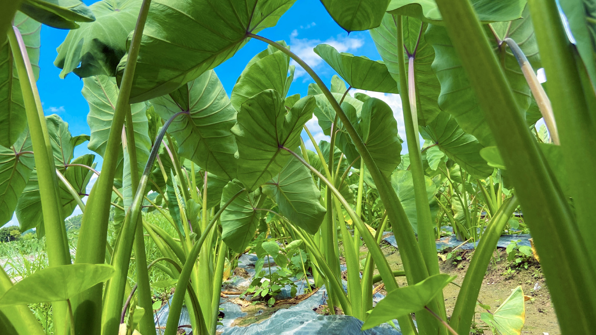 城市的天再看看我们桂林市荔浦农村的天荔浦芋头地的天