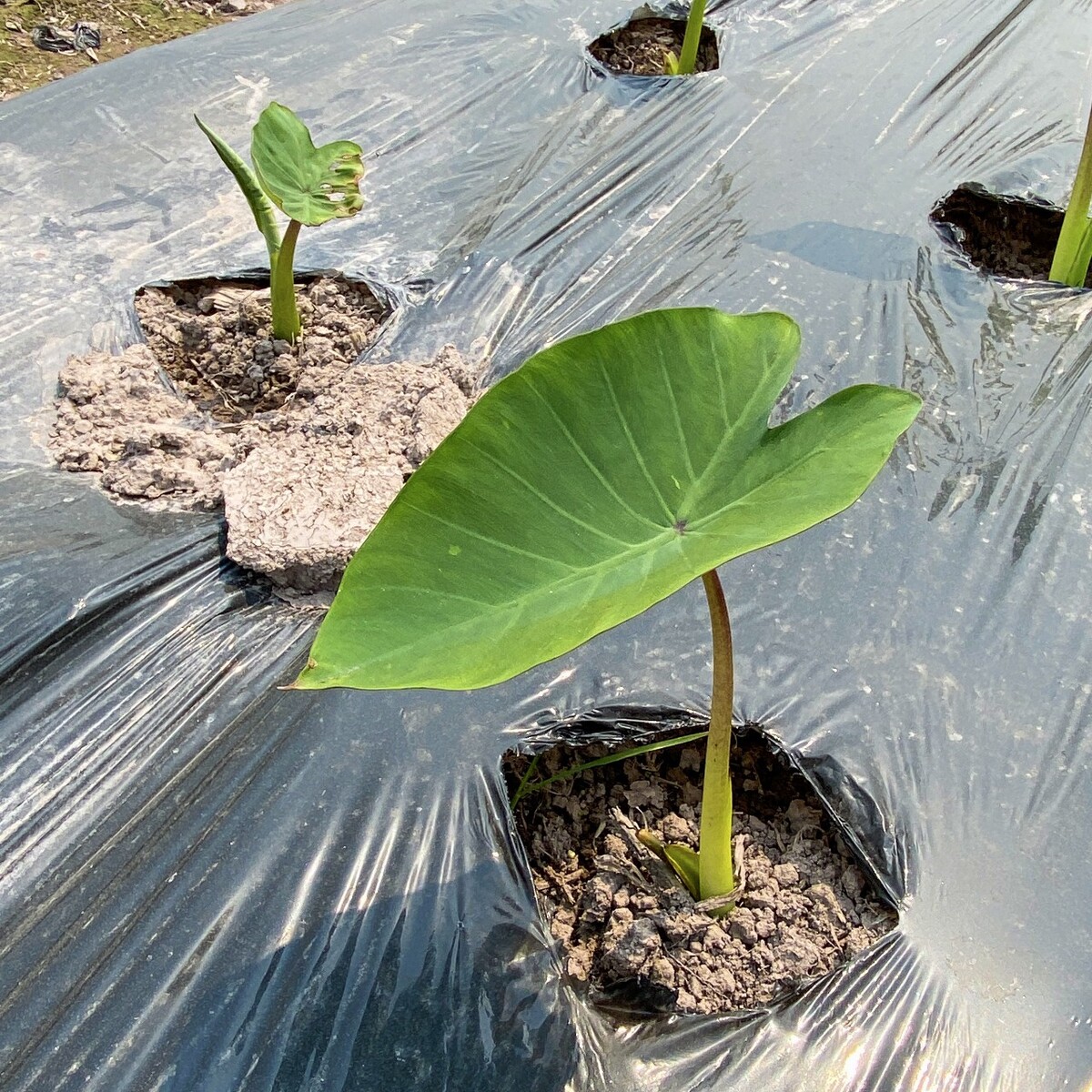 荔浦芋头生长图片图片