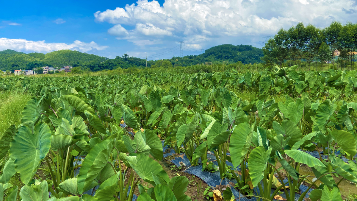 城市的天再看看我们桂林市荔浦农村的天荔浦芋头地的天