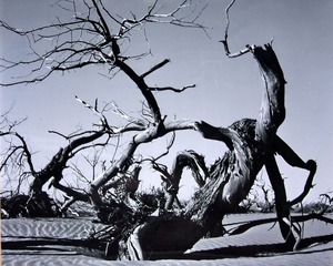 傲骨