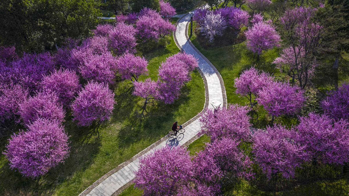 梅花树高大吗