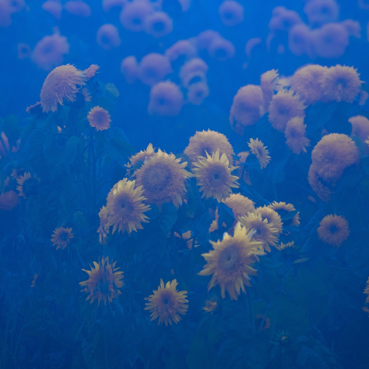 向日葵 - cici视觉 - 图虫