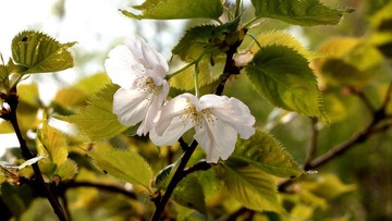 花1