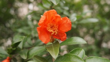 花2