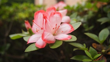 花3