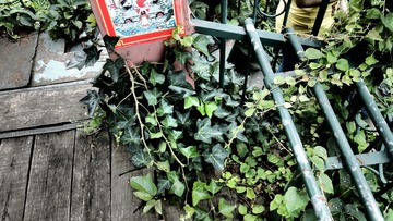 花4