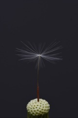 1000022725