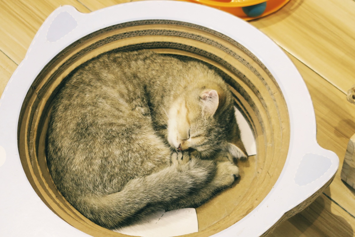 一碗猫咪