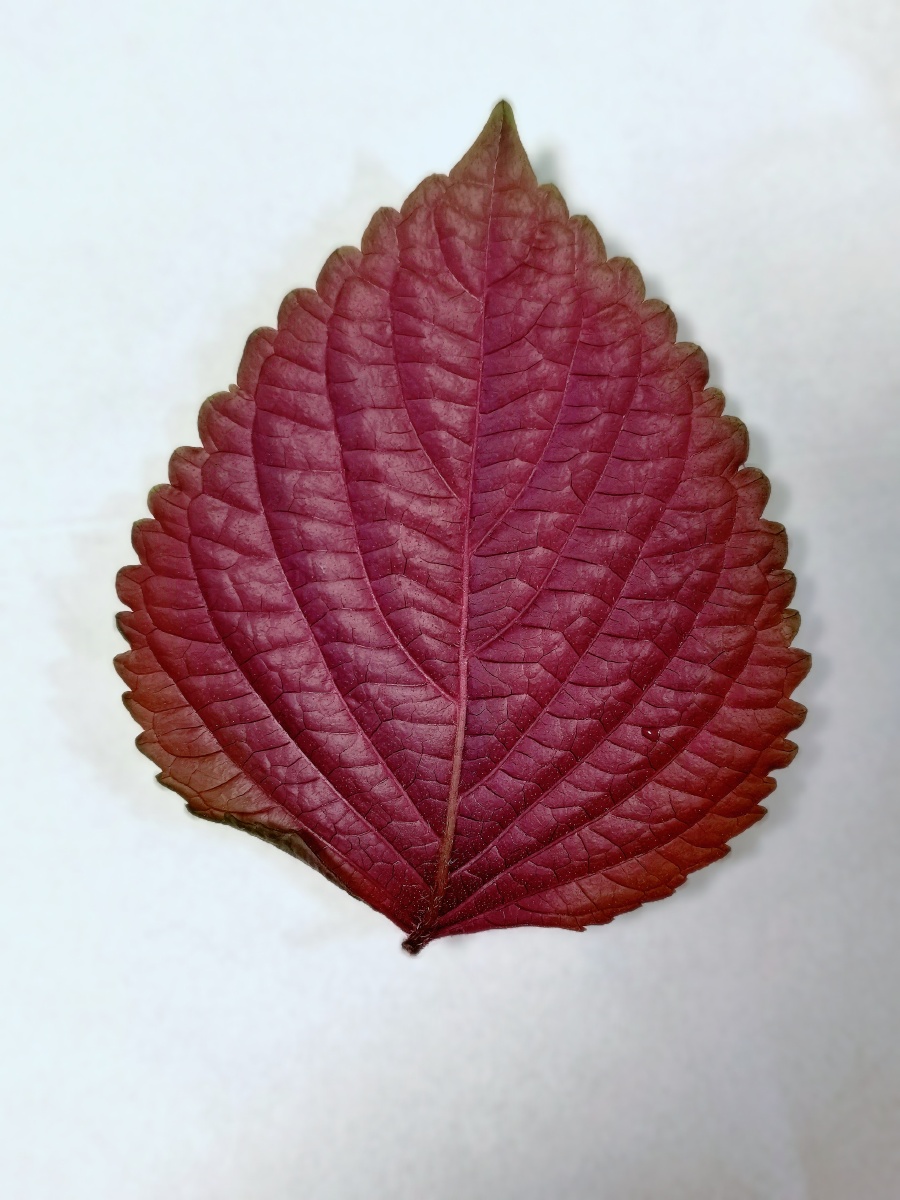 一片紫苏叶的8小时零点摘下今早8点发现鲜活不复存在当生命迅速枯萎
