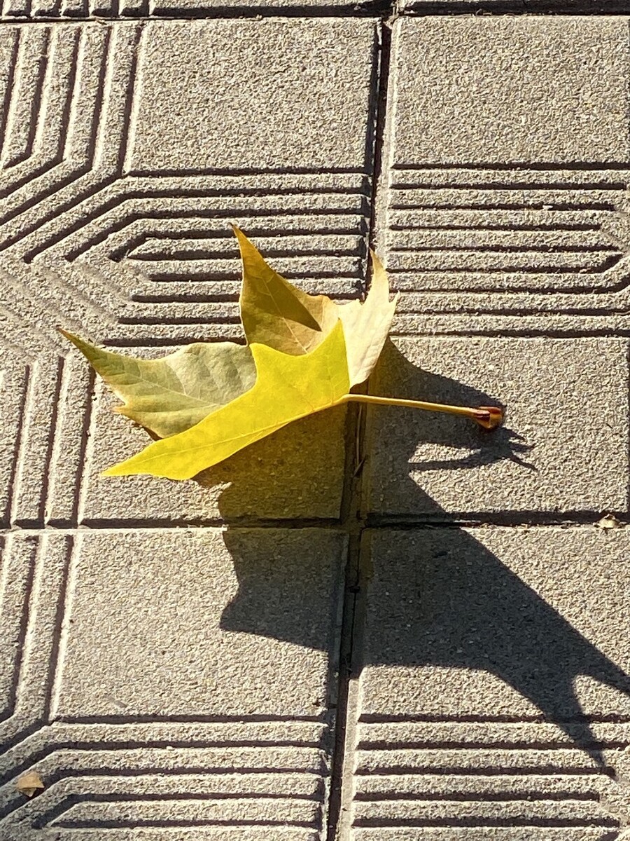 һƬҶһÿһƬҶʻеֵʢȴ