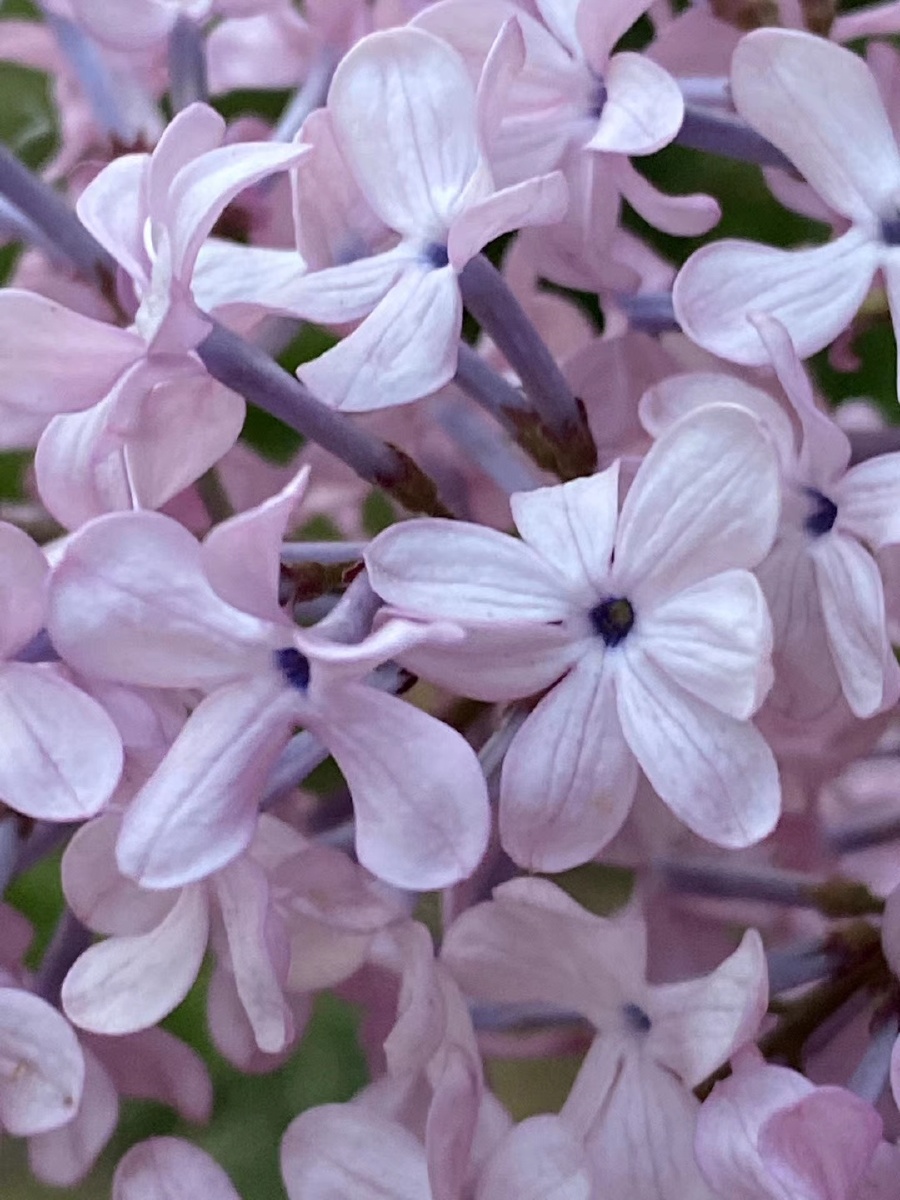 七瓣丁香我希望有一天可以在丁香树下沐沐芬芳 - 鸿观世界 - 图虫