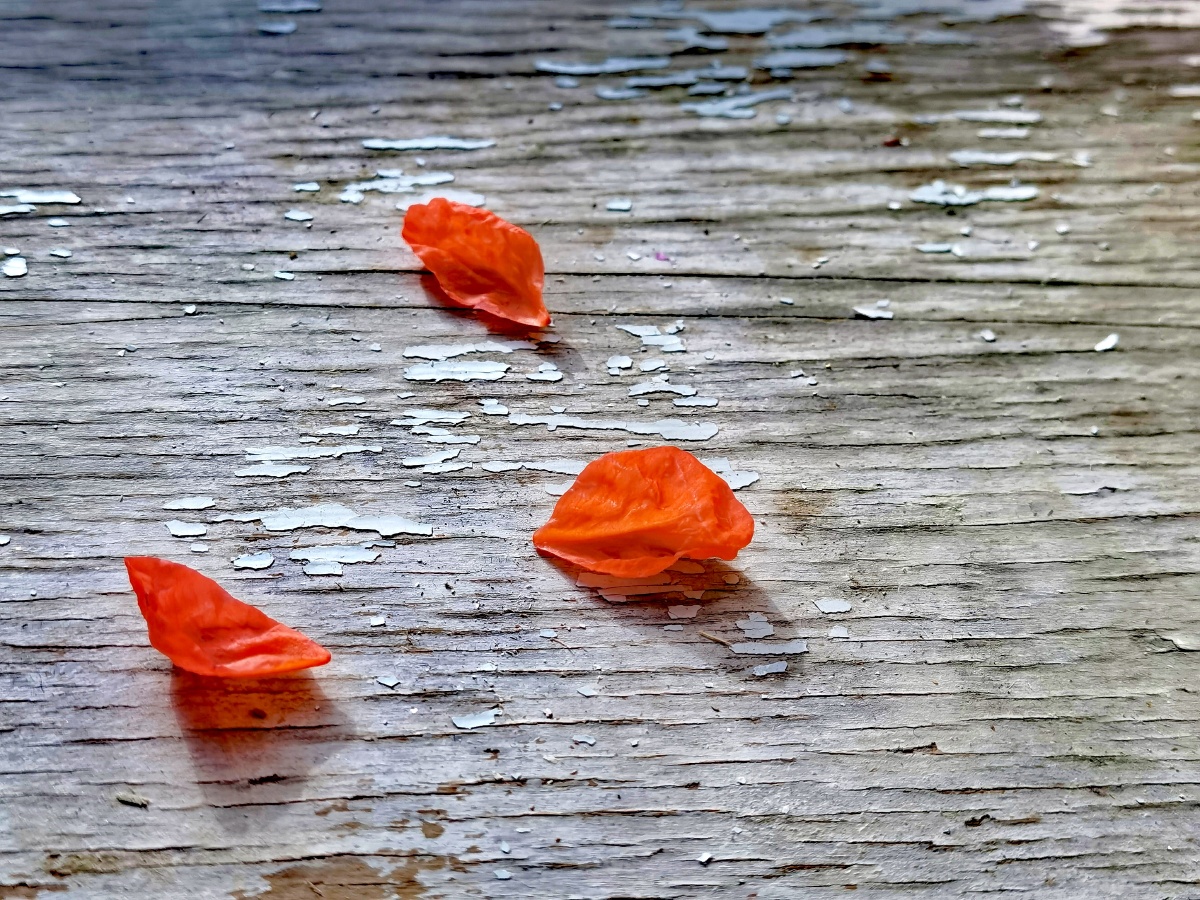 落红不是无情物