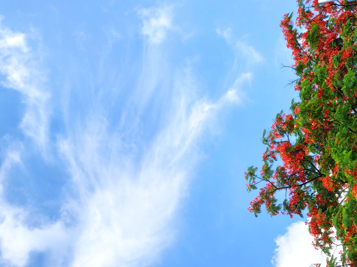 蓝天白云凤凰花