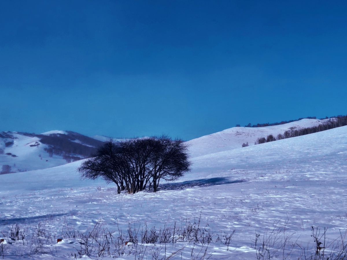 蓝天下雪地上的一棵树61摄于内蒙古自治区赤峰市克什克滕乌兰布统