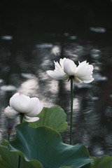 A5859874-0F7C-4B6D-9147-C125469F933F/L0/001