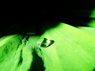 露珠