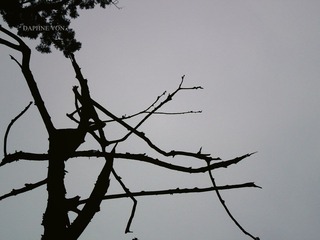 branch.jpg
