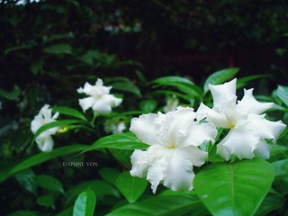 white n green.jpg