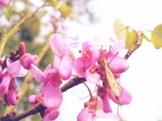 cherry tree.jpg
