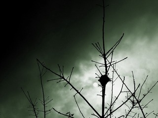 half dark.jpg