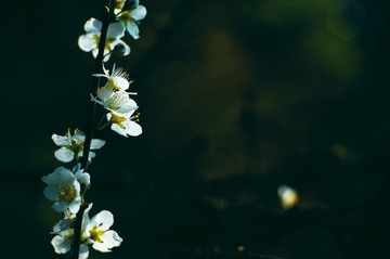 IMGP5957副本.jpg