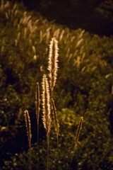 IMGP7510.jpg