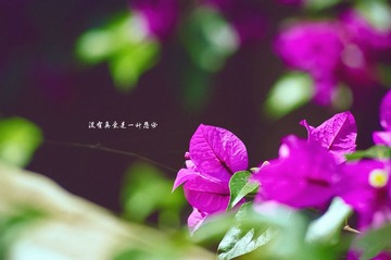 IMGP9079.jpg
