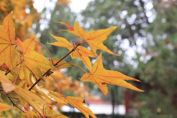 地坛之秋06.JPG