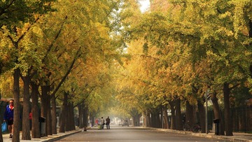 Ginkgo Avenue.JPG