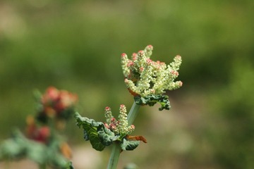 IMG_8642.JPG