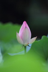 夏荷初开01.JPG