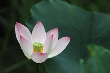 夏荷初开03.JPG