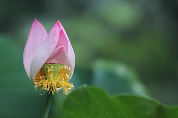 夏荷初开04.JPG