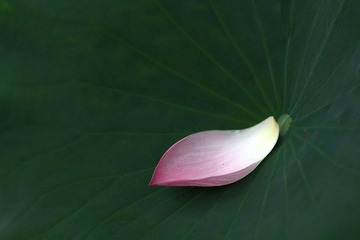 夏荷初开05.JPG