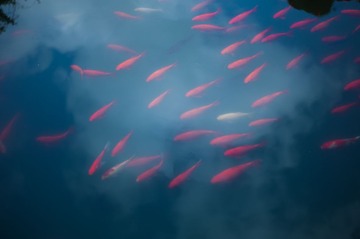 L1000984