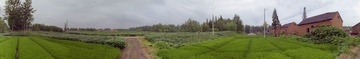 苏北平原稻田