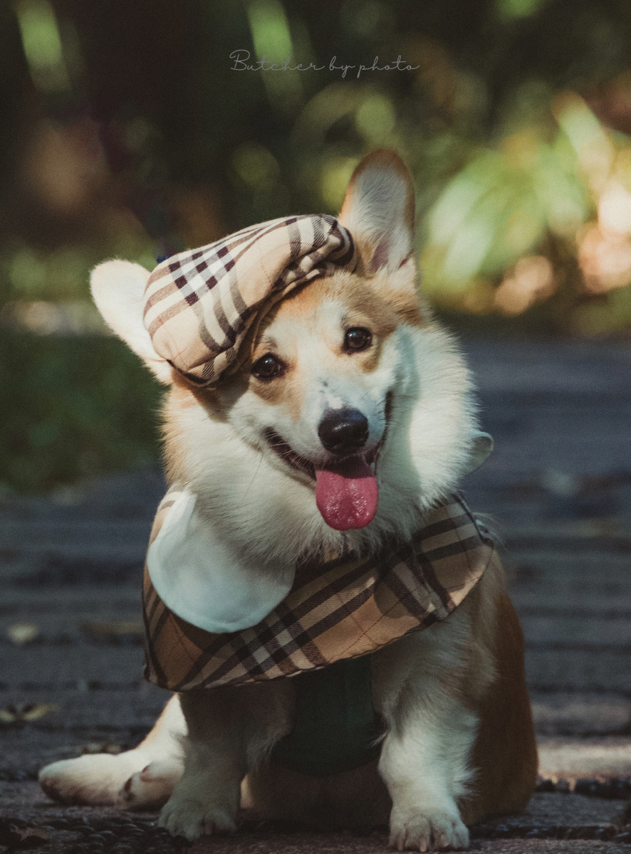 谁不想拥有甜甜的小柯基