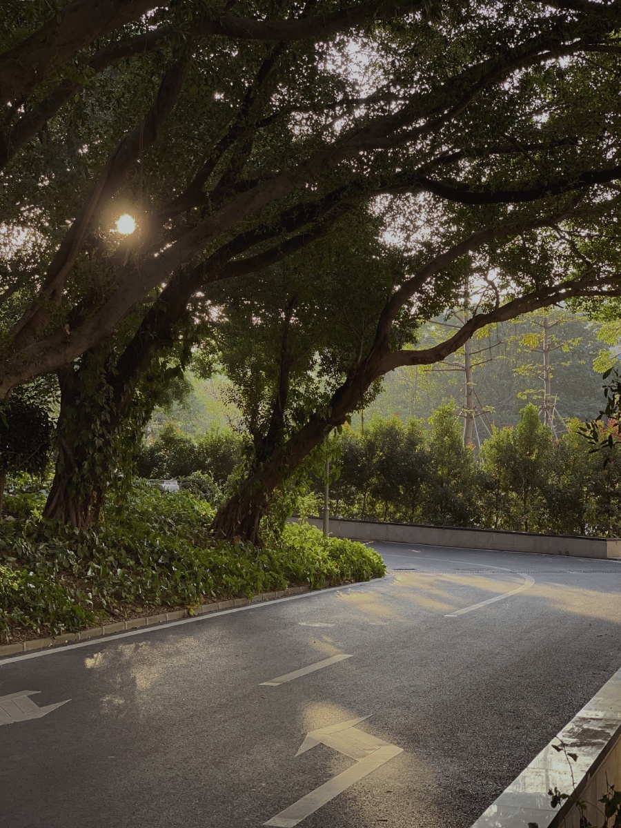 一组夏天静谧绿
