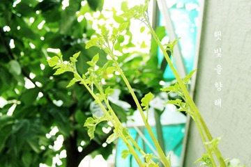 追逐阳光