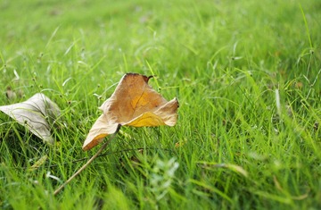 DSC_0652.jpg