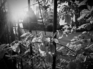 SAM_1716