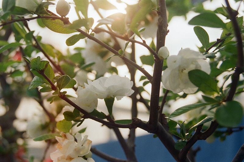当花朵遇见阳光<br />
酷热的烈日下思念春天的美好<br />
<br />
美能达 X700 MD28-70<br />
<br />
2013.04