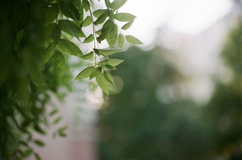 绿，是生命的象征<br />
绿，是生命的象征<br />
<br />
2013.05 南京<br />
<br />
minolta x-700 MD 50 1.4<br />
<br />
画英雄 诺日士冲扫