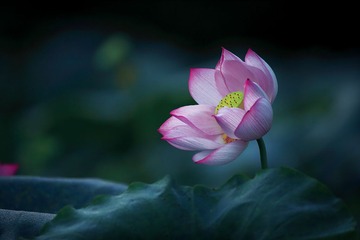 DPP_0015-1-1