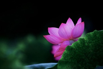 DPP_0260-1-1