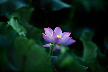 DPP_0267-1-1