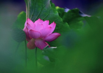 DPP_0310-1-1