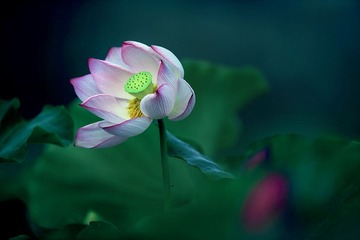 DPP_0418-1-1